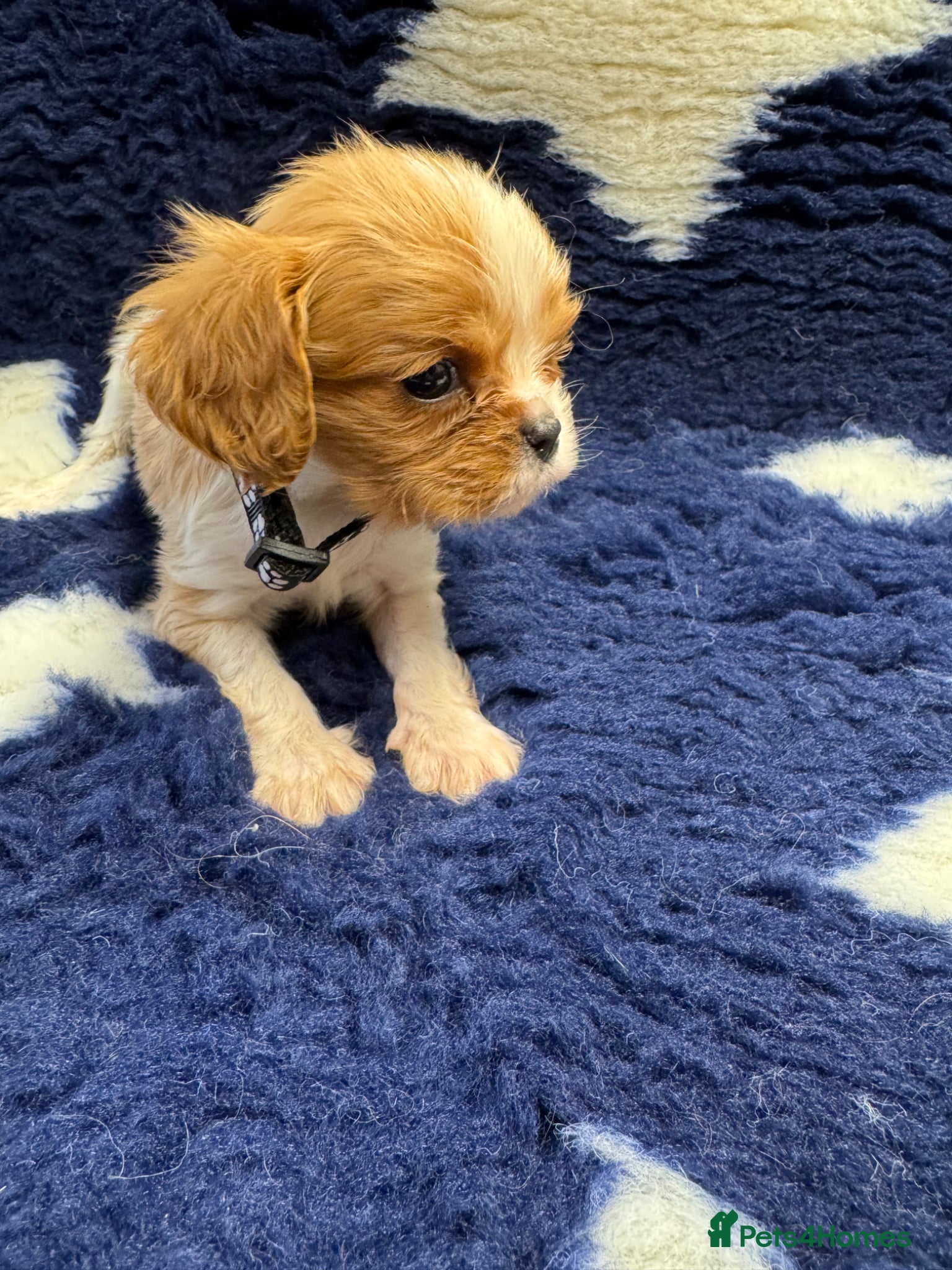 Cavalier King Charles Spaniel dogs Cavalier King Charles puppies  - Advert 2