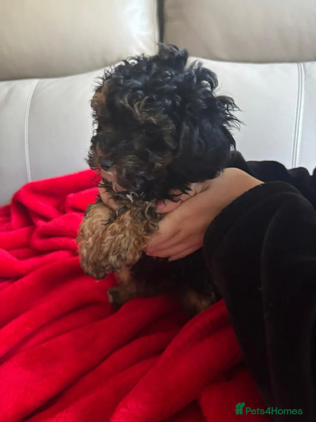 Cavapoo dogs for sale: Gorgeous cavapoo puppies. - Advert 4