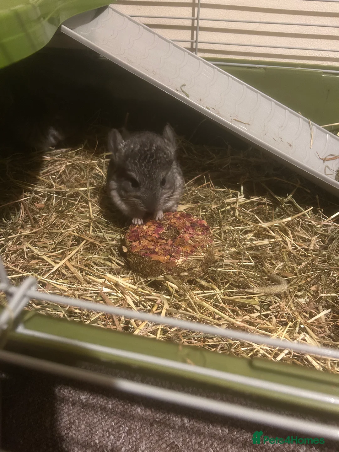 Chinchilla rodents for sale: 3 baby chinchillas for sale  - Advert 2