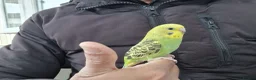 Budgerigars birds for sale: Super hand tamed baby budgies  - Advert 12