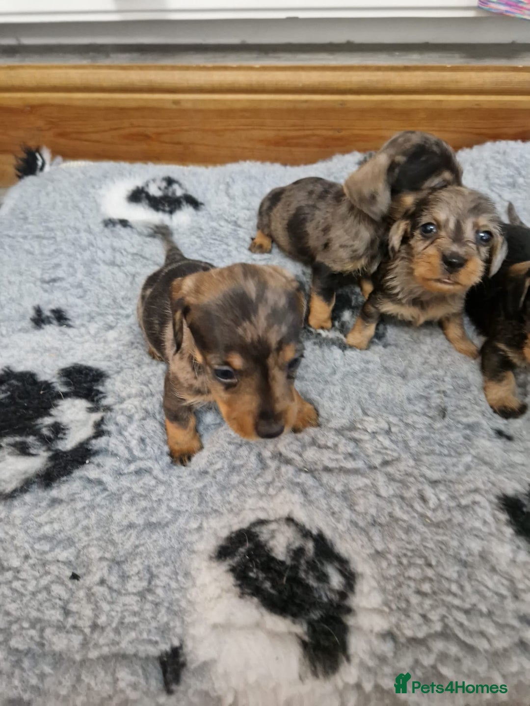 Dachshund dogs for sale: Wirehaired daschund chocolate dappled  - Advert 11