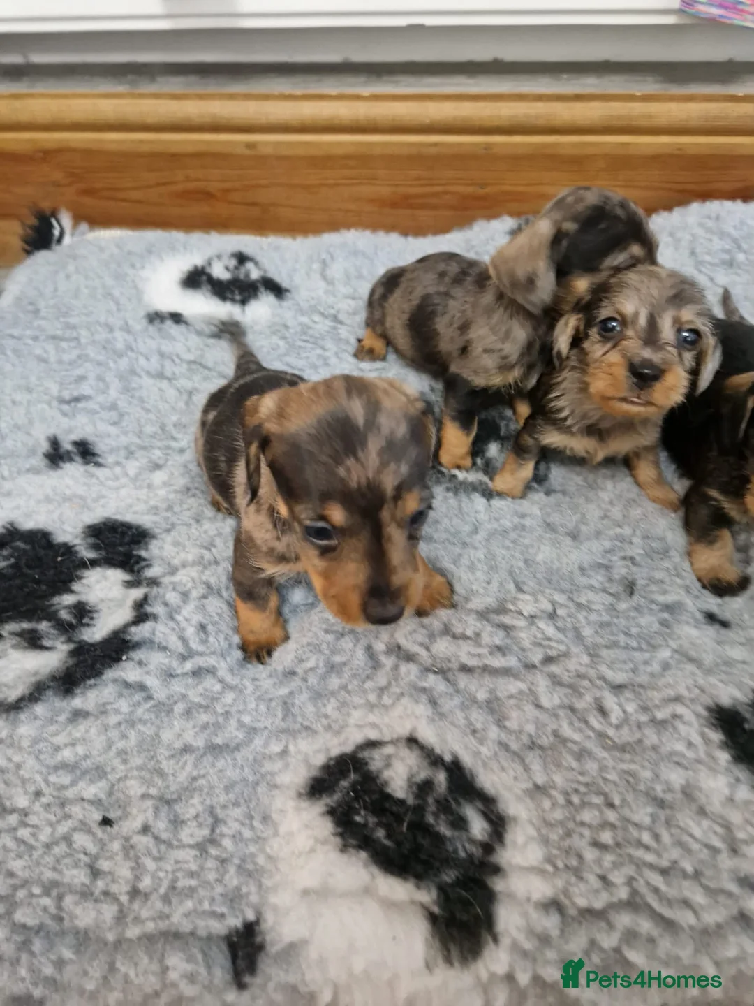 Dachshund dogs for sale: SOLD!Wirehaired daschund chocolate dappled  - Advert 11