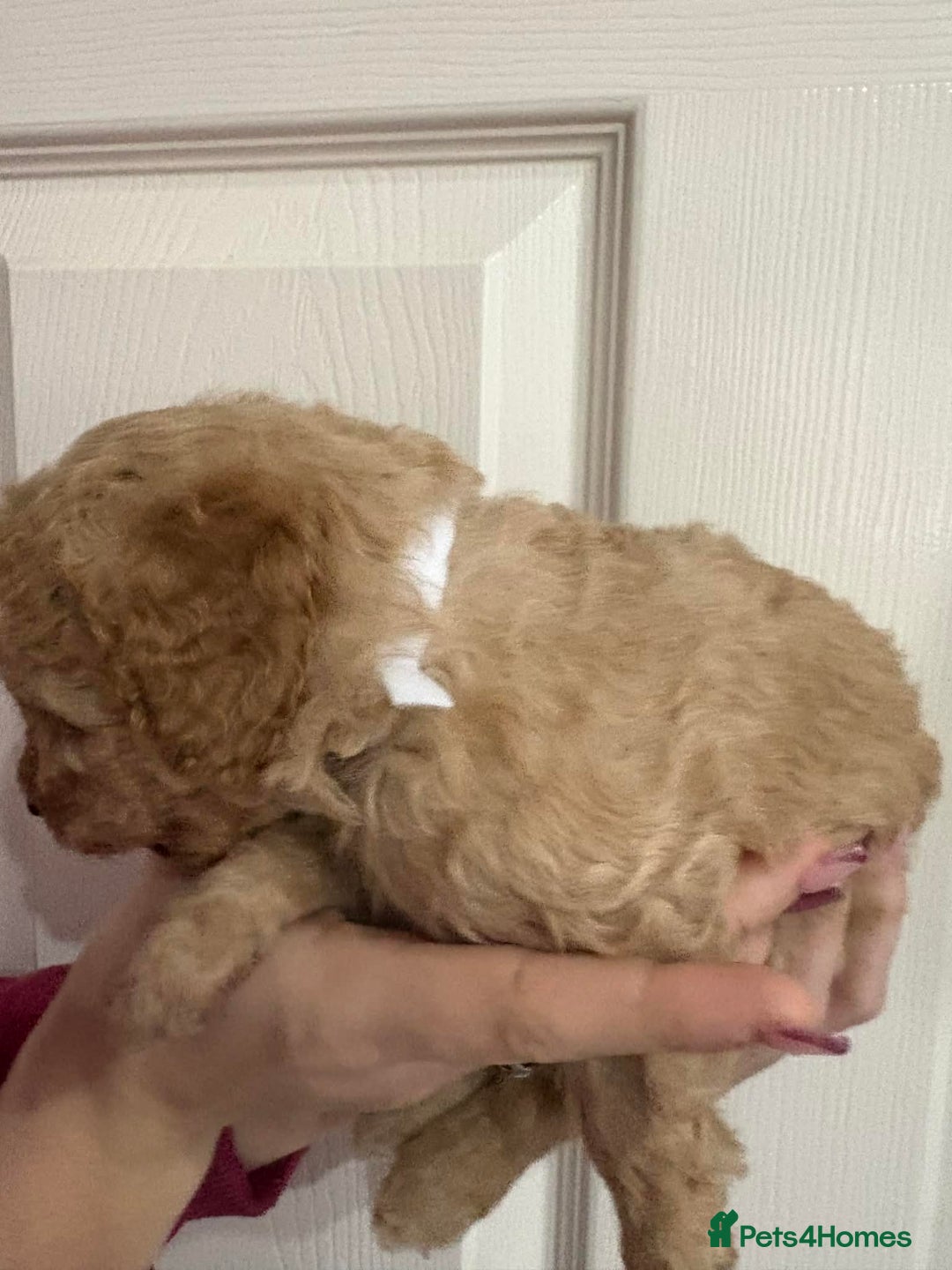 Cavapoo dogs for sale: Beautiful F1B Teddy Cavapoo Puppies - Advert 9