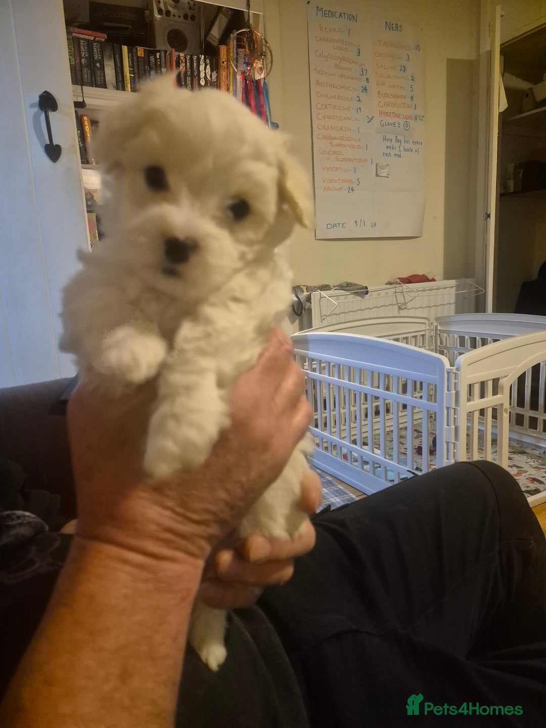 Mixed Breed dogs for sale: Stunning, Rare, Cotonese puppies  - Advert 10