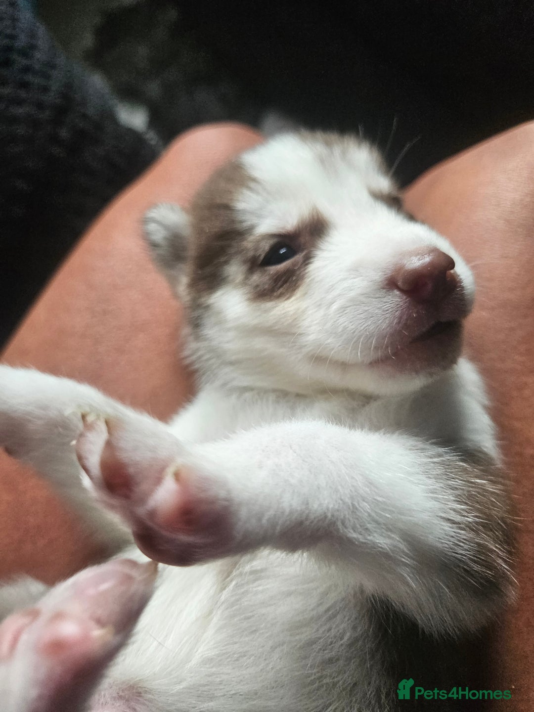 Siberian Husky dogs for sale: Gorgeous Litter of Husky Puppies - Image 16