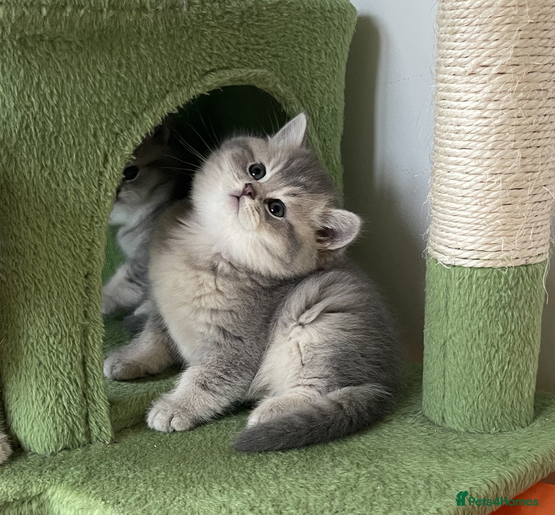 British Shorthair cats for sale: 3 GCCF British Shorthair Kittens– Champion Lines - Image 18