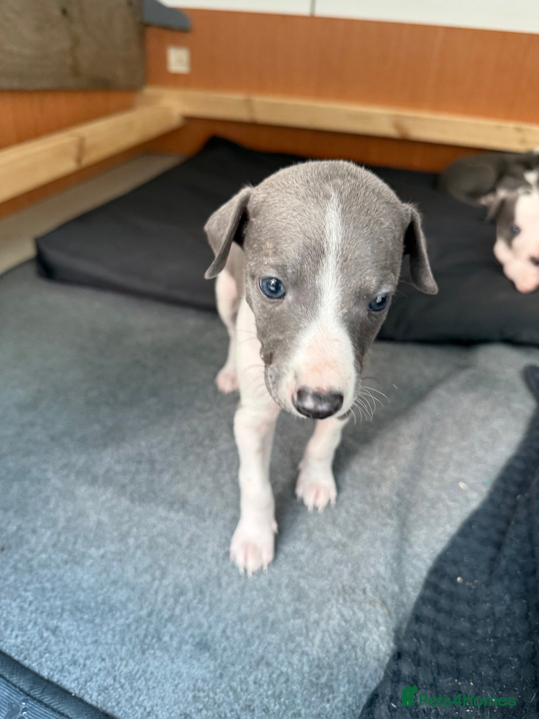 Whippet dogs for sale: Beautiful Blue whippet puppies  - Image 6