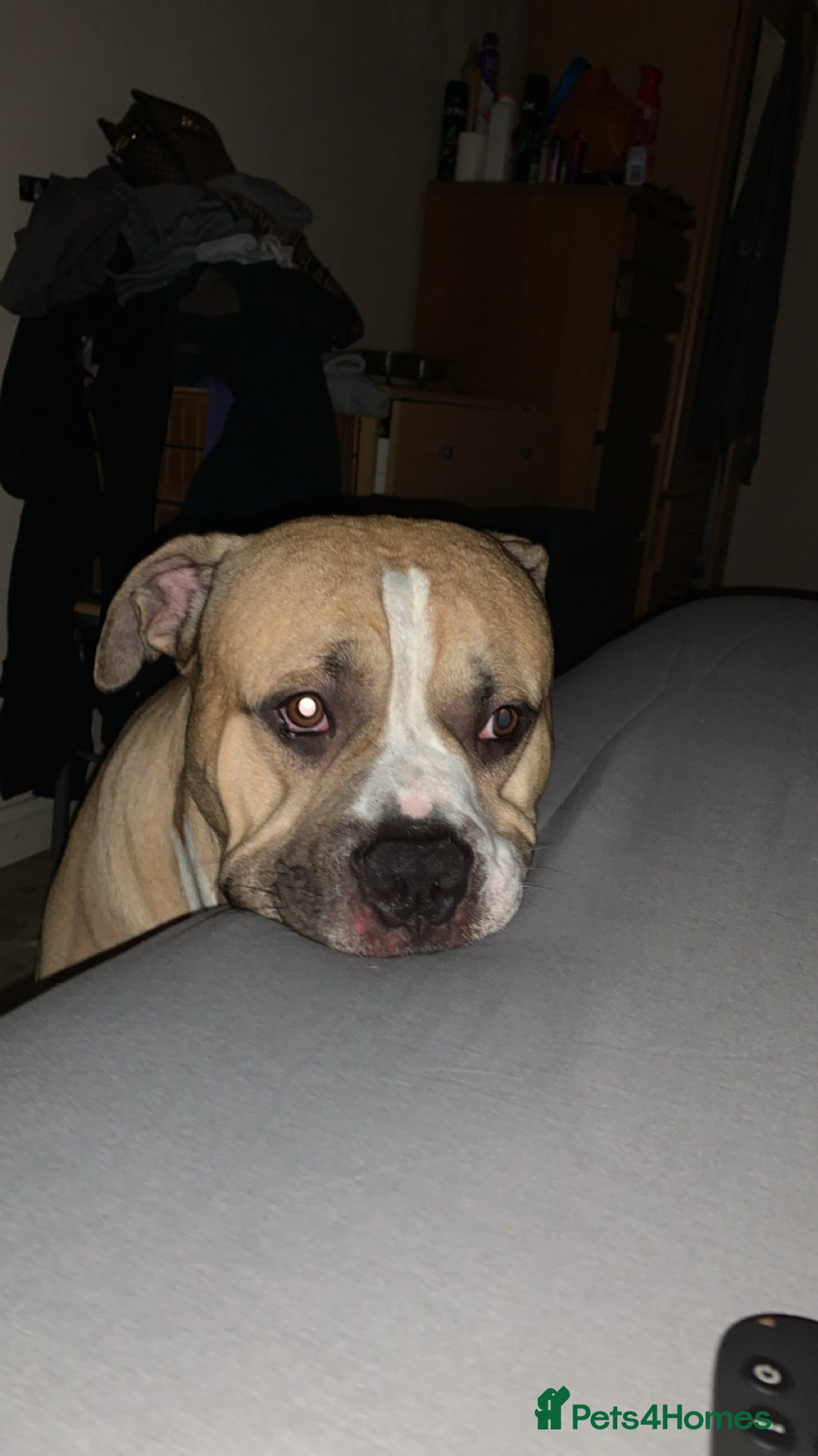 Mixed Breed dogs for sale: American bulldog Cross mastiff  - Advert 6