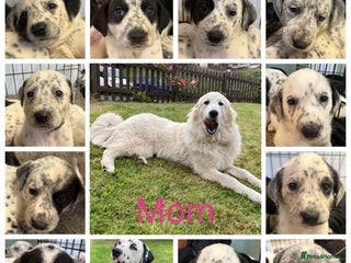 Mixed Breed dogs Pyrematian puppies - Advert 2