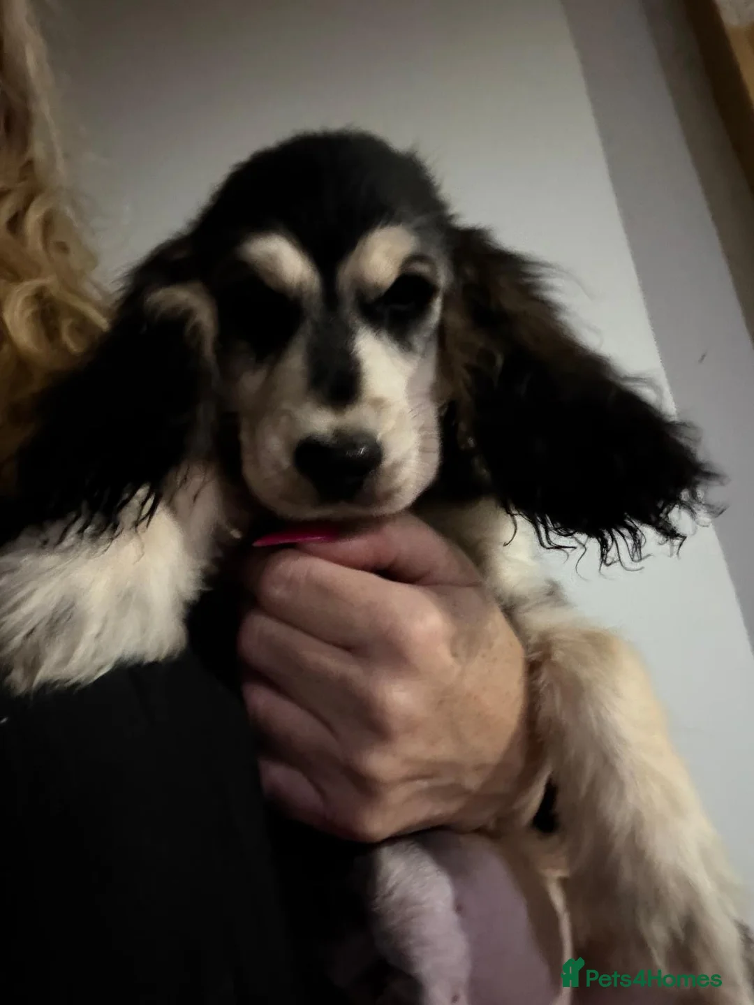 Cocker Spaniel dogs for sale: Show type cocker spanielss - Advert 20