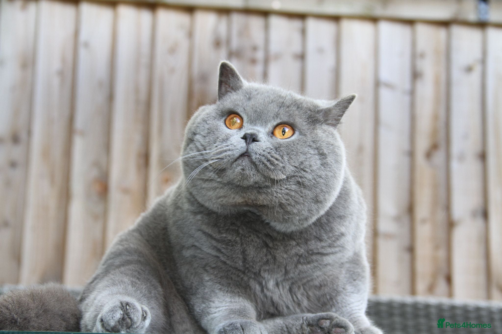 British Shorthair cats British shorthair kittens  - Advert 2