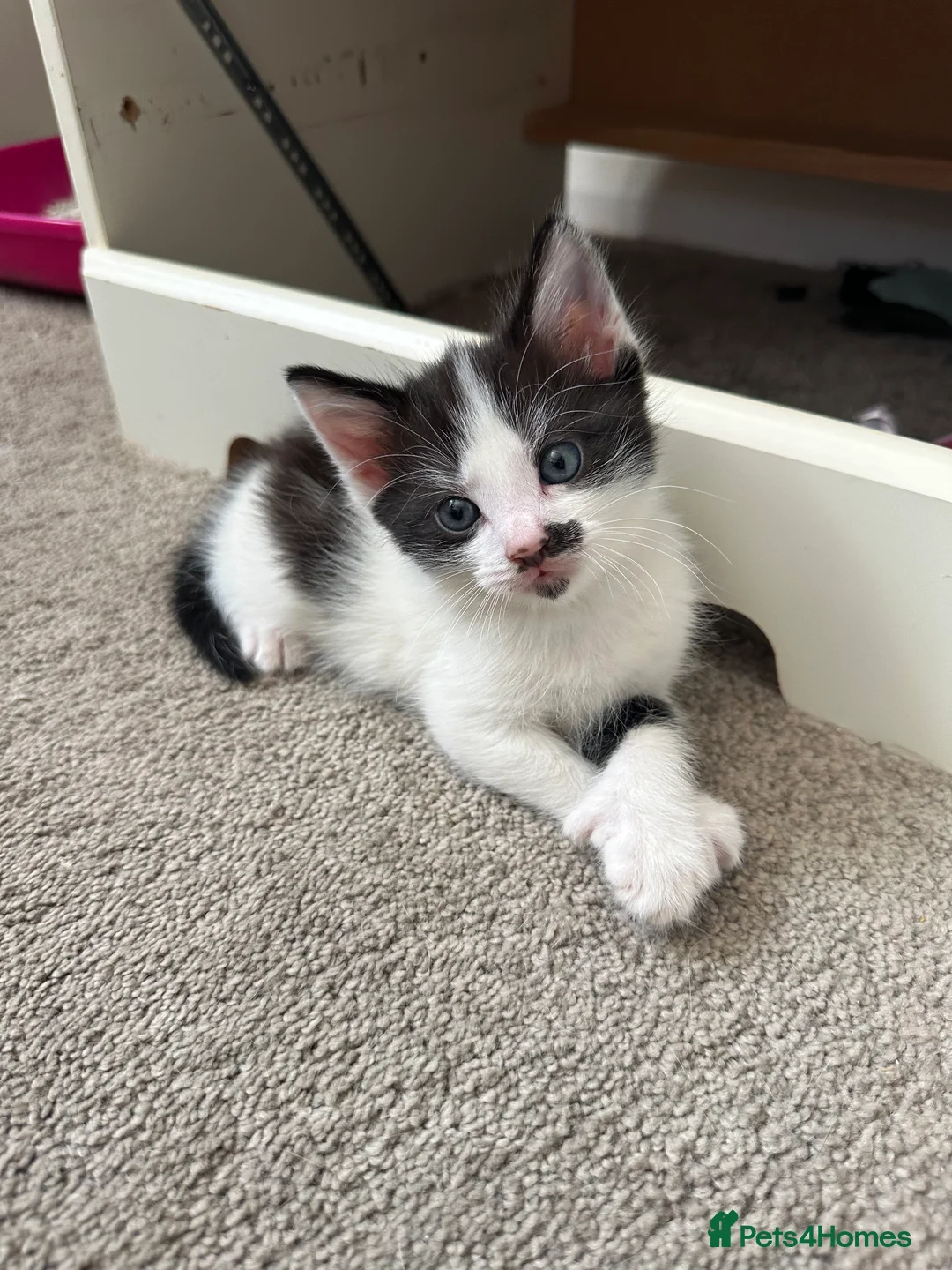 Mixed Breed cats for sale: 3 kittens for sale - 2 are rare polydactyl  - Advert 2