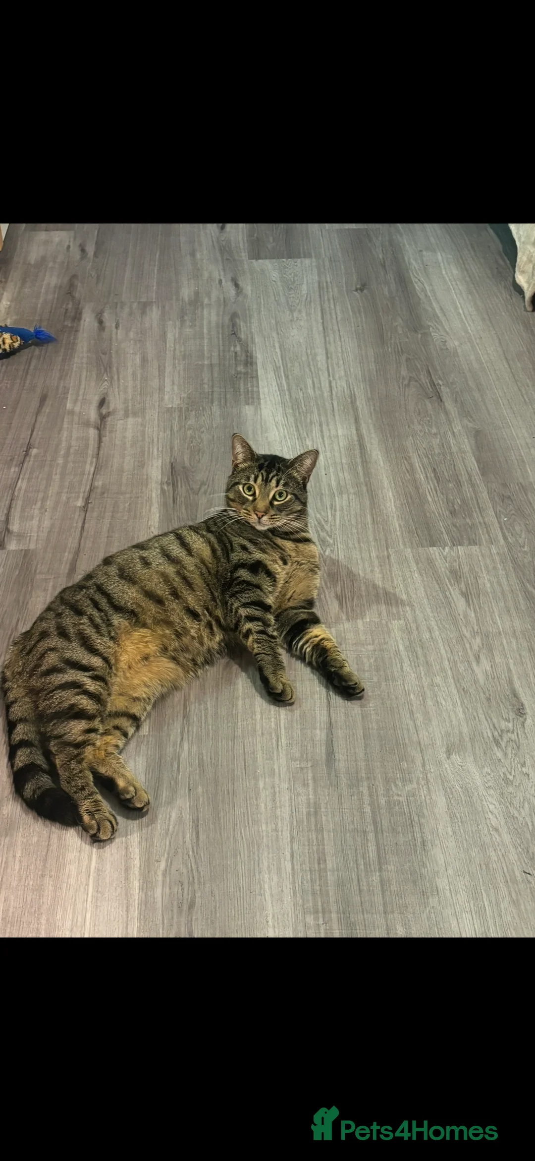 Domestic Shorthair cats for sale: Tassia Thomas - Advert 15