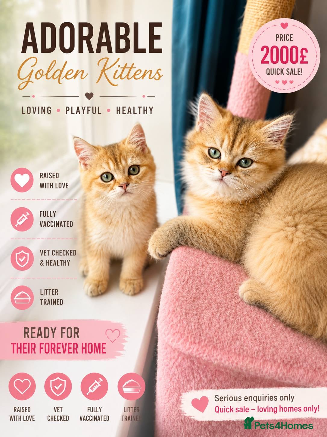 British Longhair cats British Shorthair &Longhair Golden Shaded (NY11) - Advert 1