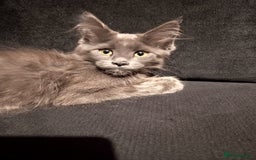 Maine Coon cats for sale: Adorable Maine Coon kittens in Manchester - Image 2