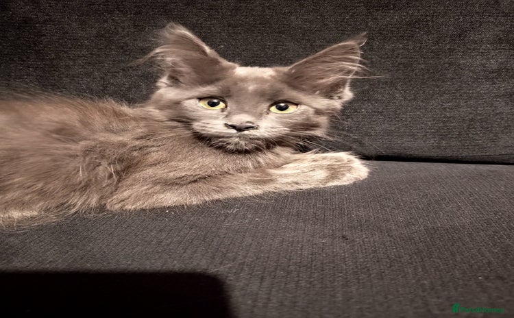 Maine Coon cats - Advert 11