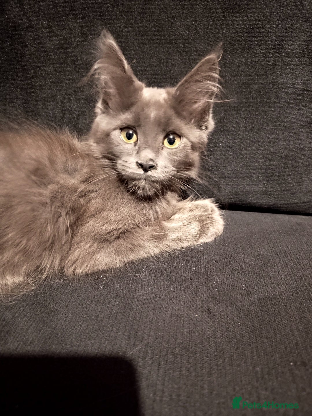 Maine Coon cats for sale: Adorable Maine Coon kittens in Manchester - Image 2