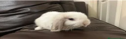 Dwarf Lop rabbits for sale: Baby Minilops for sale  - Advert 2