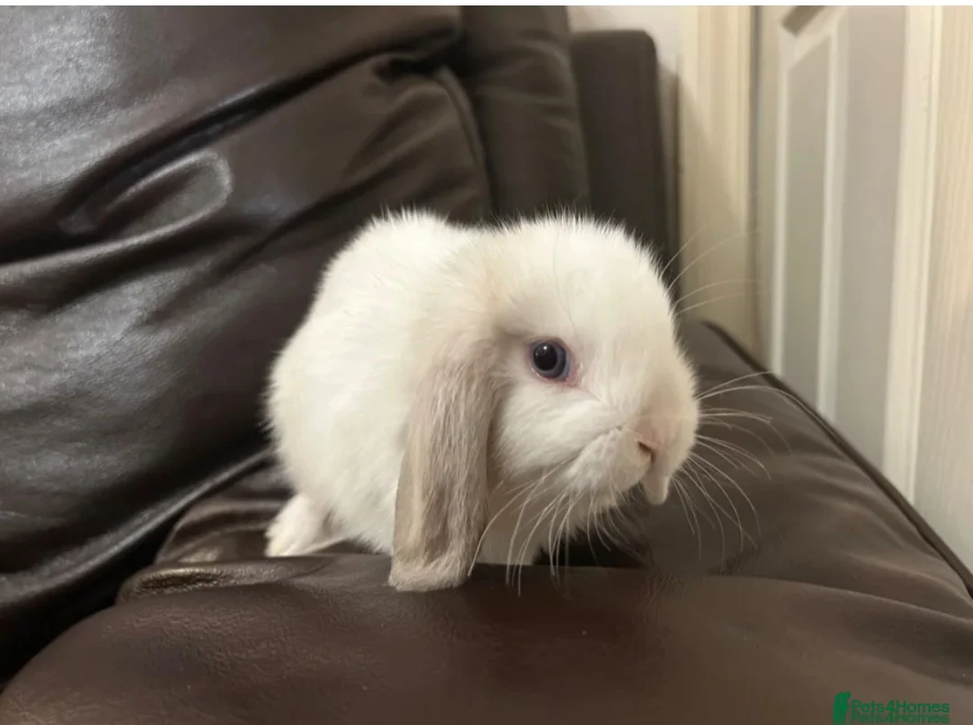 Dwarf Lop rabbits for sale: Baby Minilops for sale  - Advert 2