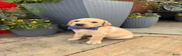 Labrador Retriever dogs for sale: 5 gorgeous Labrador puppies  in Cardiff - Advert 9