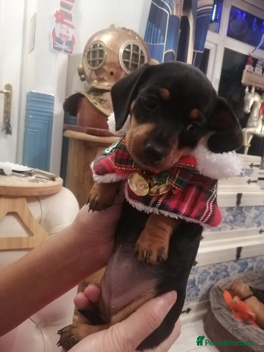 Miniature Dachshund dogs for sale: Beautiful true miniature Dachshund  - Advert 5