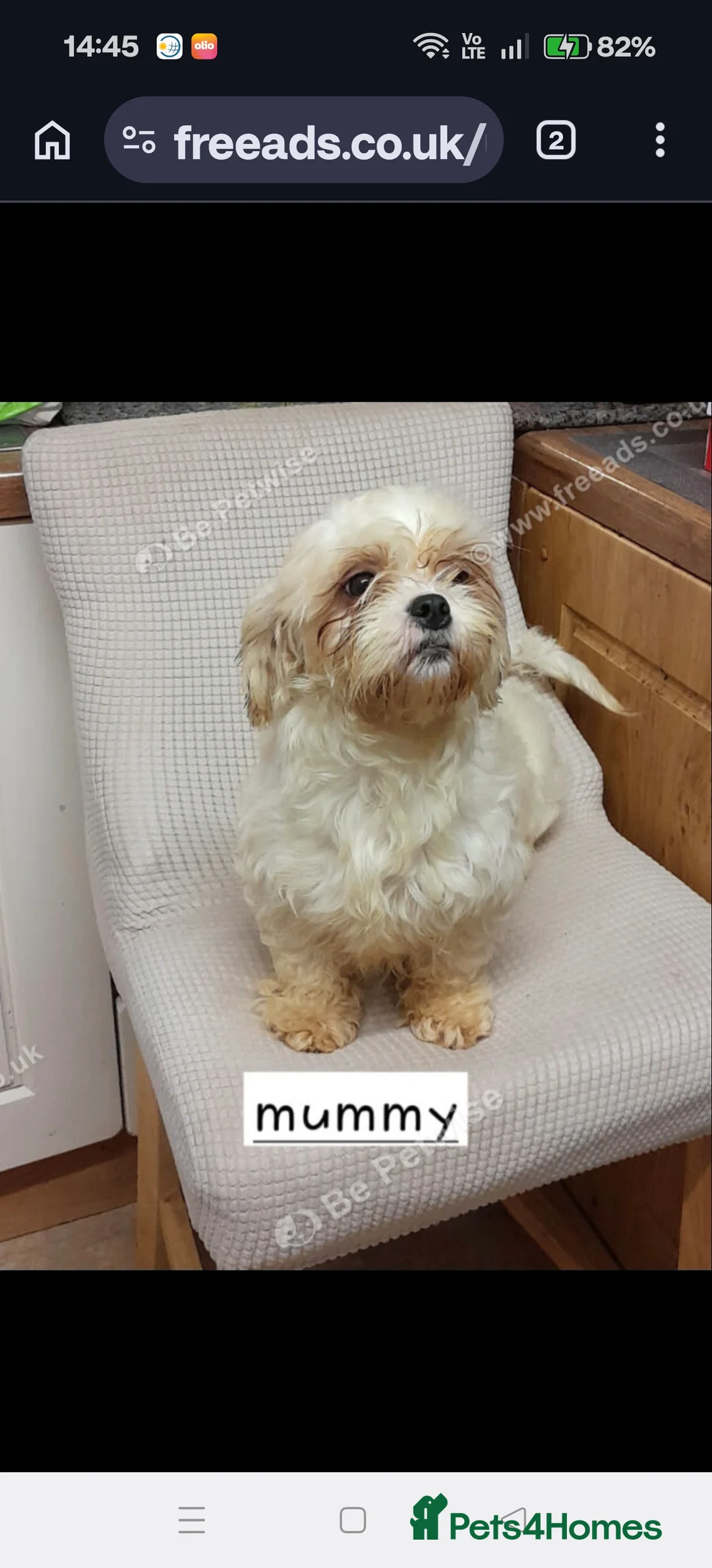 Shihpoo dogs for sale: Shipoo puppy  - Advert 2