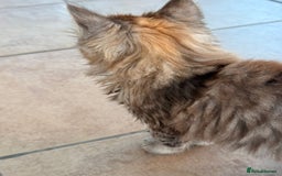 Maine Coon cats for sale: 🐾 Maine Coon Kittens X needing forever home 🐾 - Image 28