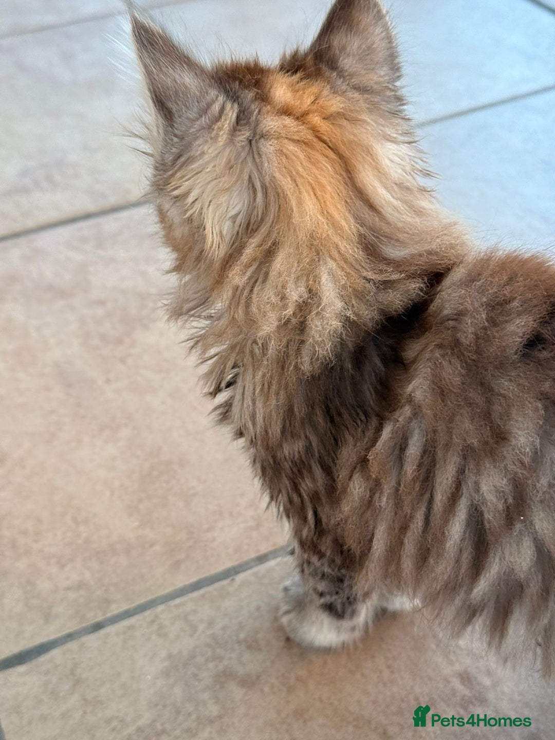 Maine Coon cats for sale: 🐾 Maine Coon Kittens X needing forever home 🐾 - Image 28