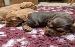 Cocker Spaniel dogs for sale: CUDDLY LITTER OF COCKER SPANIELS,TESTED PARENTS - Image 6