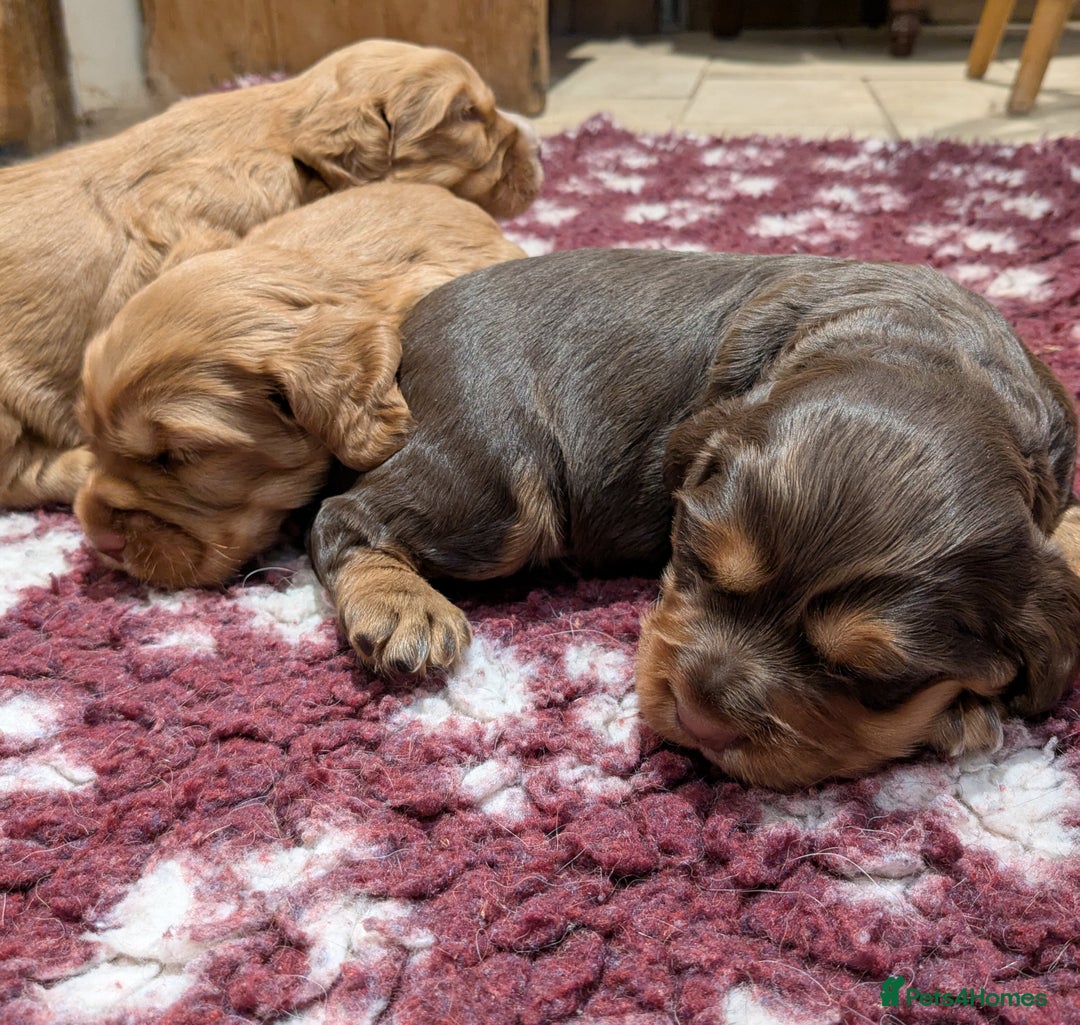 Cocker Spaniel dogs for sale: CUDDLY LITTER OF COCKER SPANIELS,TESTED PARENTS - Image 6