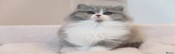 British Longhair cats for sale: PEDIGREE British Longhair kittens - Advert 27