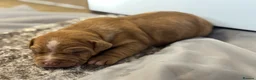 Staffordshire Bull Terrier dogs for sale: Stunning Staffordshire Terrier Puppies 18th June🐾 - Advert 23