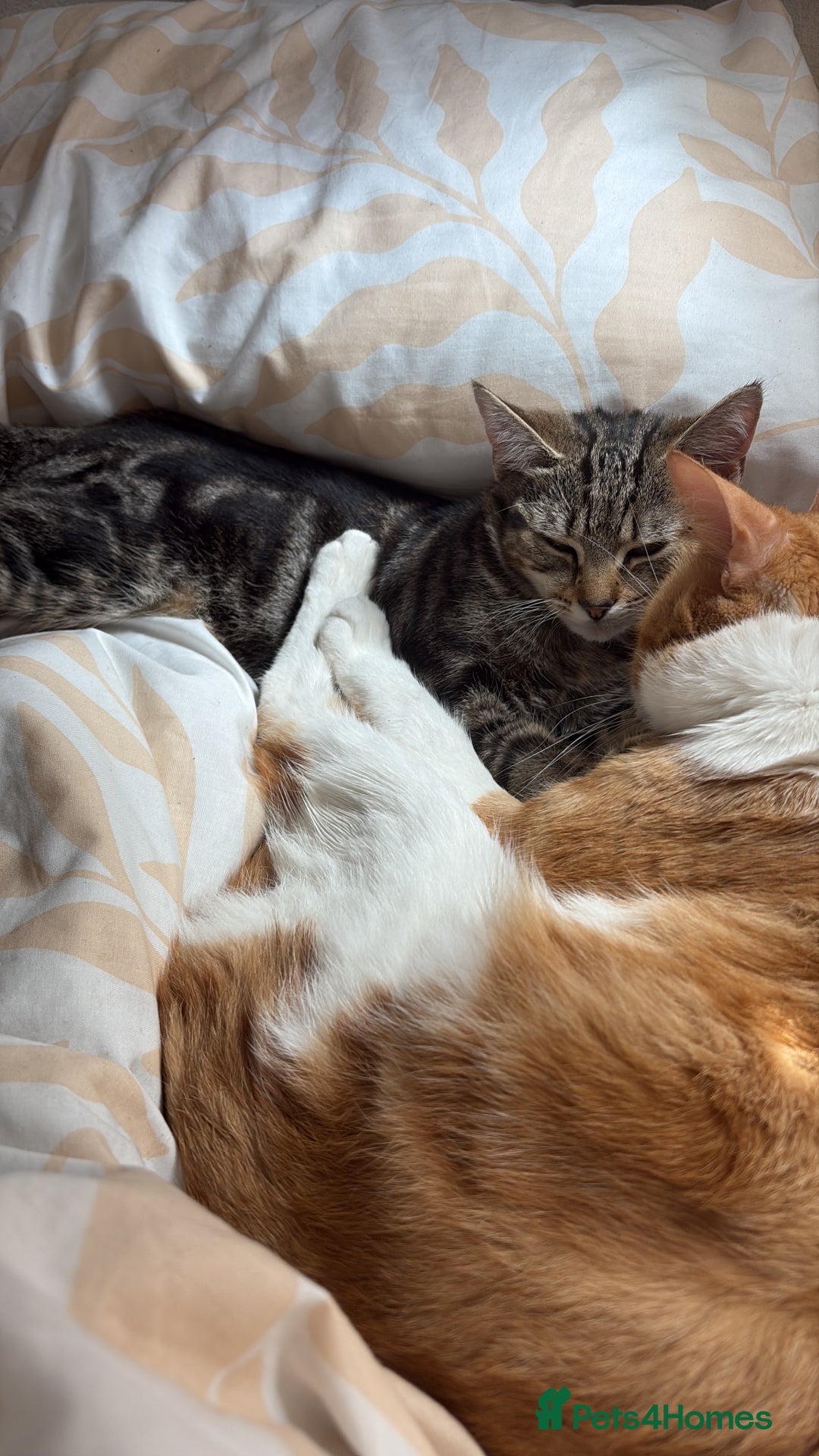 Domestic Shorthair cats for sale: FREE TO GOOD HOME - Image 3