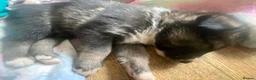 Mixed Breed dogs for sale: 5 x collie x husky x sheperd puppies in Newcastle upon Tyne - Advert 14