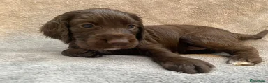 Cocker Spaniel 6