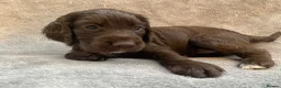 Cocker Spaniel dogs for sale: Working cocker spaniel puppies in Blackpool - Advert 7