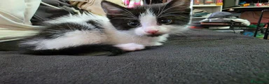 Mixed Breed 1