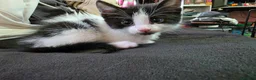 Mixed Breed cats for sale: Boy kitten 10 weeks - Advert 3