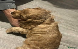 Cockapoo dogs for sale: 5 beautiful cockapoo's - Image 19