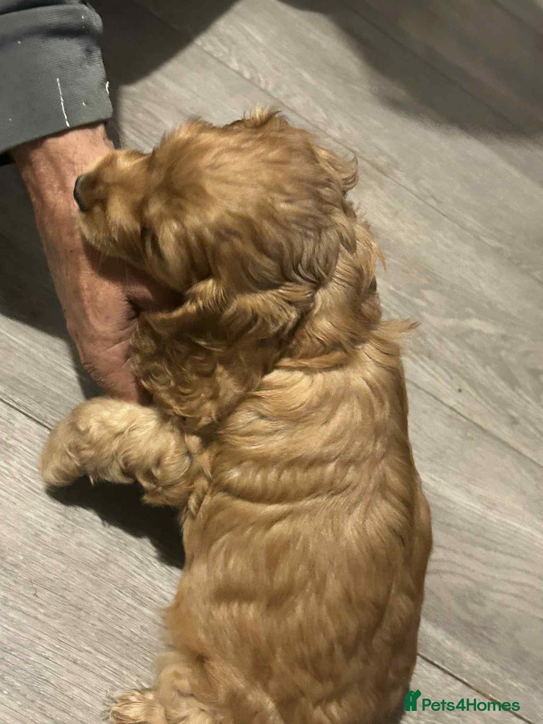 Cockapoo dogs for sale: 5 beautiful cockapoo's - Image 19