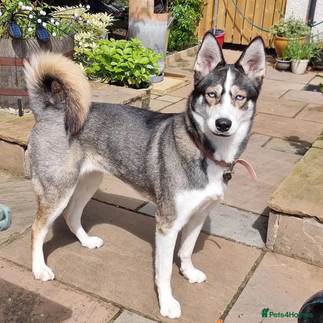 Shepsky dogs for sale: Sherpsky pup  - Image 4