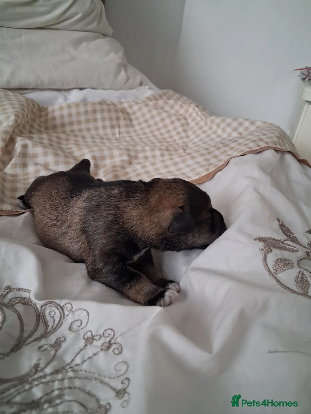 Miniature Schnauzer dogs for sale: Beautifull miniture shnauzer pups - Advert 2