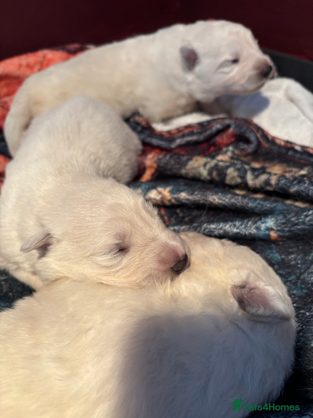 White Swiss Shepherd dogs for sale: Stunning White Swiss Shepherd pups - Advert 2
