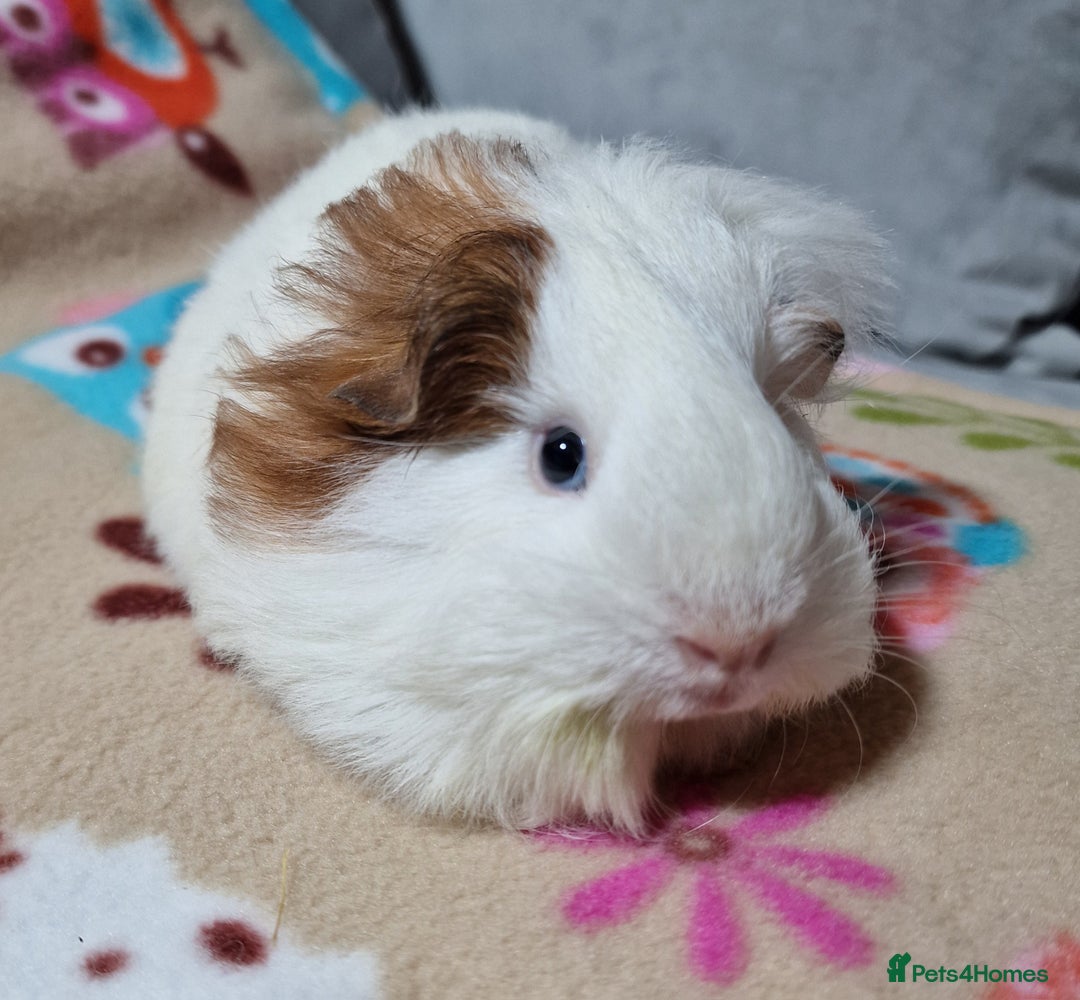 Guinea Pig rodents for sale: Two Stunning Sheltie Sows - Image 24