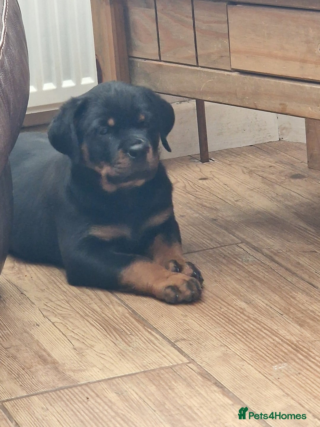 Rottweiler dogs for sale: MASSIVE ROTTWEILER PUPPIES  - Advert 27