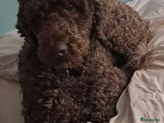 Labradoodle dogs Hypoallergenic Health Checked Labradoodle PROVEN - Advert 4