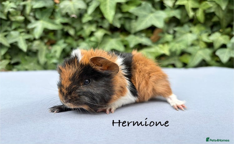 Guinea Pig rodents - Advert 9