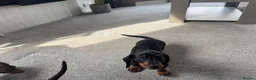 Dachshund dogs for sale: Dachshund Puppies  in Bridgwater - Advert 9