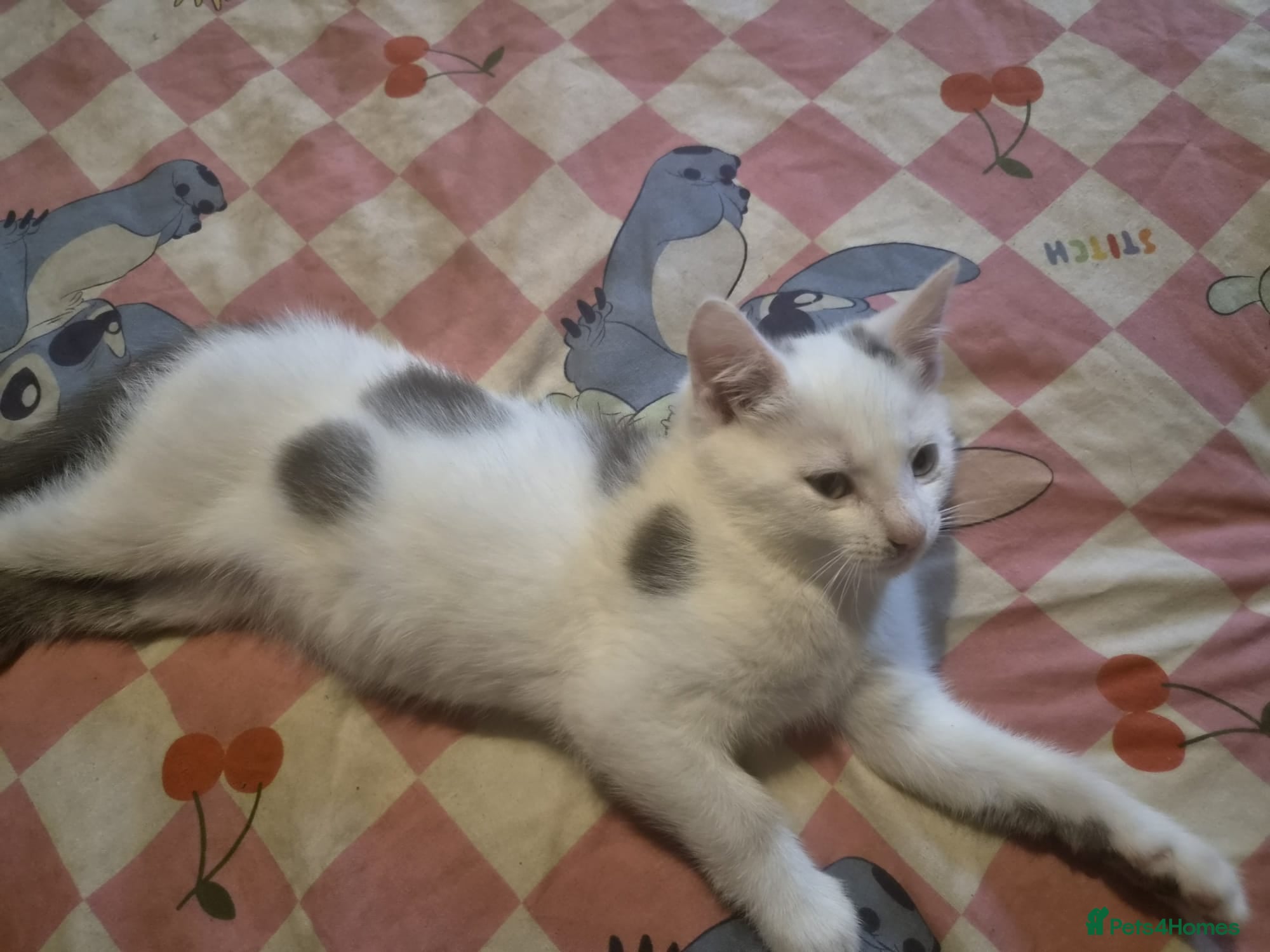 Mixed Breed cats Last kitten  - Advert 13