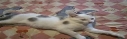 Mixed Breed cats for sale: Last kitten  - Advert 1